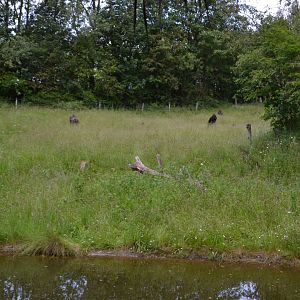 Gorilla enclosure in Givskud Zoo
