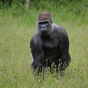 Kipenzi the silverback in Givskud Zoo