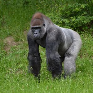 Kipenzi the silverback in Givskud Zoo