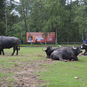 Enclosure for water buffalo in Givskud Zoo