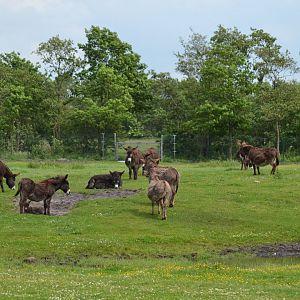 Donkeys in Givskud Zoo