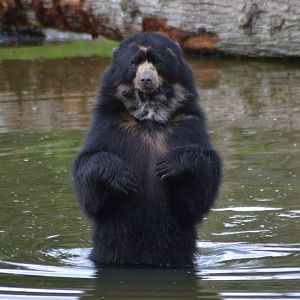 Spectacled bear in Givskud Zoo