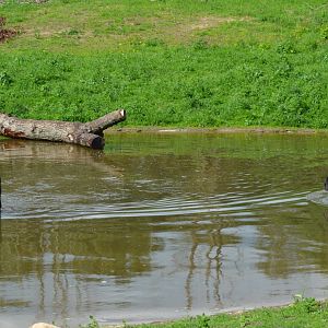 Spectacled bear brothers Sonco & Tupa in Givskud Zoo