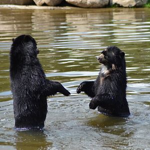 Spectacled bear brothers Sonco & Tupa in Givskud Zoo