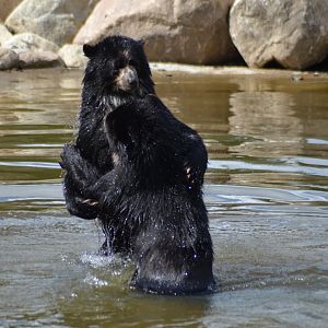 Spectacled bear brothers Sonco & Tupa in Givskud Zoo