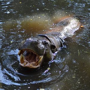 Pygmy hippopotamus male Micro Chip in Givskud Zoo