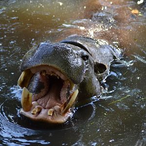 Pygmy hippopotamus male Micro Chip in Givskud Zoo