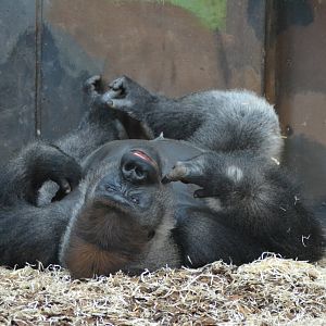 Kipenzi the silverback in Givskud Zoo