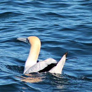 Australasian Gannet (Morus serrator)