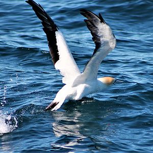 Australasian Gannet (Morus serrator)
