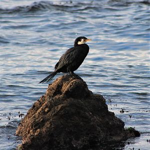 Little Pied Shag (Phalacrocorax [or Microcarbo] melanoleucos)