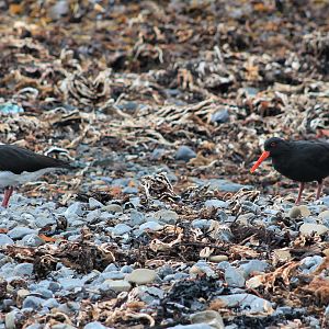 Variable Oystercatchers (Haematopus unicolor)