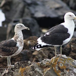Immature and adult Kelp Gulls (Larus dominicanus)