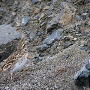 New Zealand Pipit (Anthus novaeseelandiae)