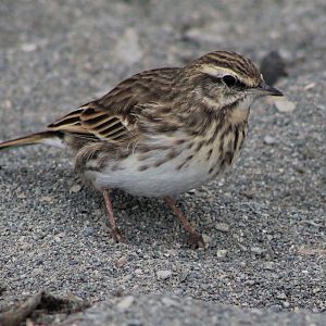 New Zealand Pipit (Anthus novaeseelandiae)