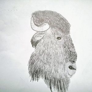 Head of an European bison