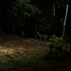Barasingha's from the tram