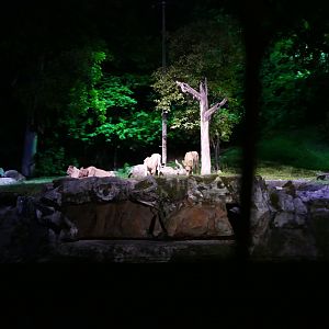 Asiatic lion's from the tram