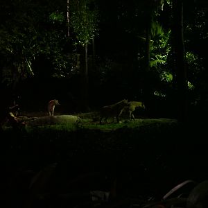 Spotted hyena's from the tram