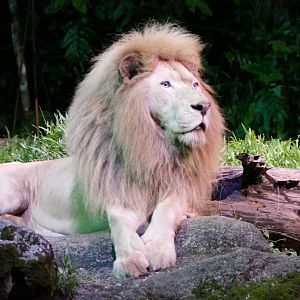 White African Lion from the tram