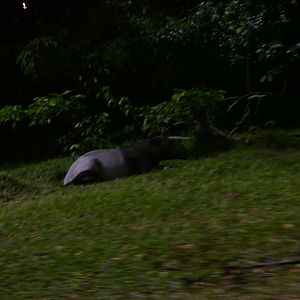 Malayan Tapir from the tram