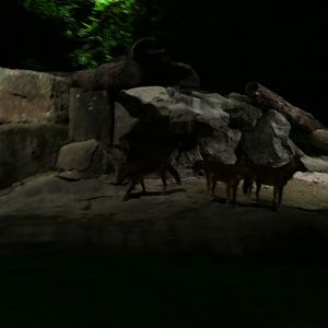 Red Dhole from the tram