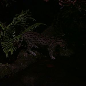 Fishing Cat
