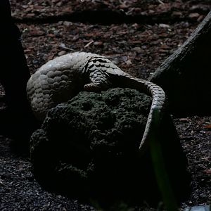 Sunda Pangolin at the Explorer Outpost