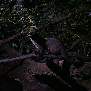Small-toothed Palm Civet