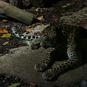 Sri Lankan Leopard