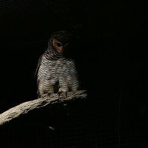 Spotted Wood Owl