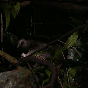 Northern Luzon Giant Cloud Rat