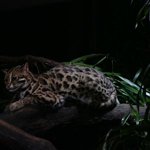 Leopard cat