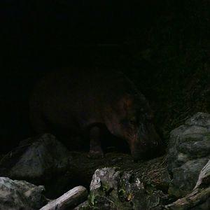 Common Hippopotamus