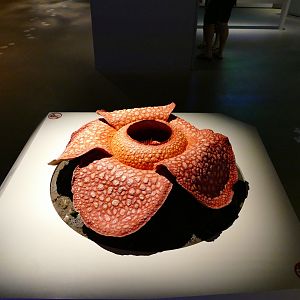 Rafflesia arnoldii replica