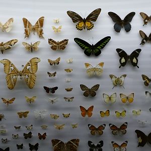 An assortment of butterflies