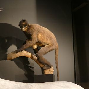 Raffles' banded langur