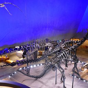 Diplodocus skeletons