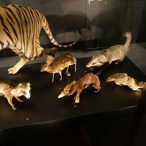 An assortment of small mammals