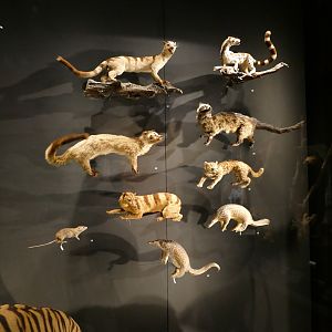 An assortment of small mammals