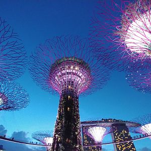 The Supertrees at night