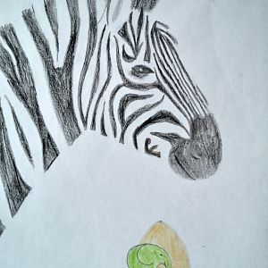 Grant's zebra head pencil drawing