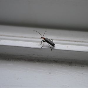 Bug ID (WA state)