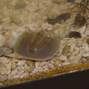 Baby horseshoe crab
