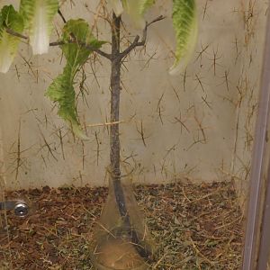 Overpopulated stick insect exhibit.