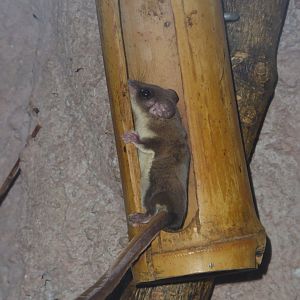 Narrow-toed Feathertail Glider (Acrobates pygmaeus) at Dierenpark Amersfoort - 12 February 2018
