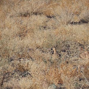 pallas sandgrouse close to jargalant mountain