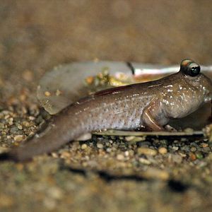 Pearse's mudskipper
