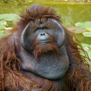 Orangutan