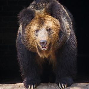 Tibetan blue bear